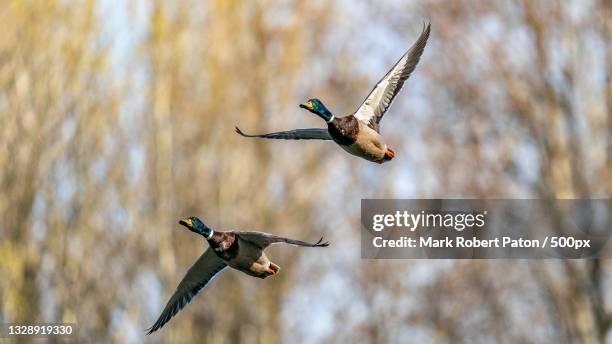 low angle view of birds flying against trees,middle pool,telford,united kingdom,uk - mallard duck stock pictures, royalty-free photos & images