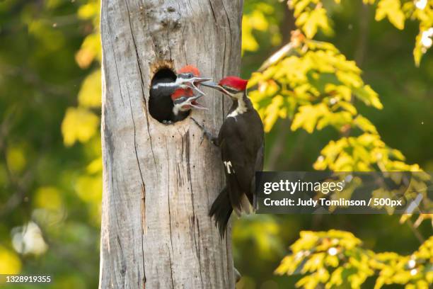 a starling feeding its babies,london,ontario,canada - london ontario stock-fotos und bilder