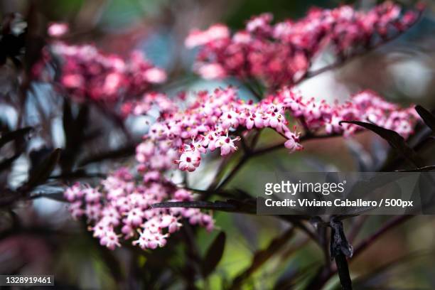 close-up of pink cherry blossoms in spring,france - viviane caballero bildbanksfoton och bilder