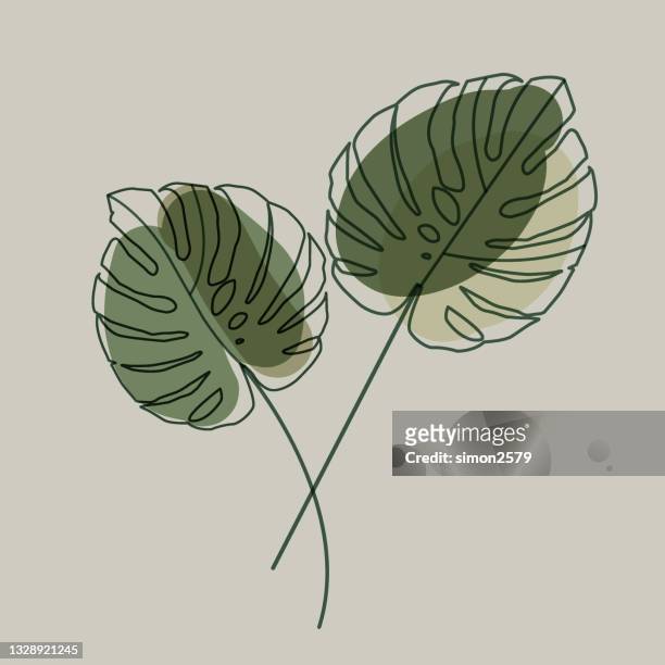 monstera deliciosa tropical leaf background - moving on stock illustrations