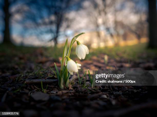 close-up of white flowering plant on field,sweden - växter stockfoto's en -beelden