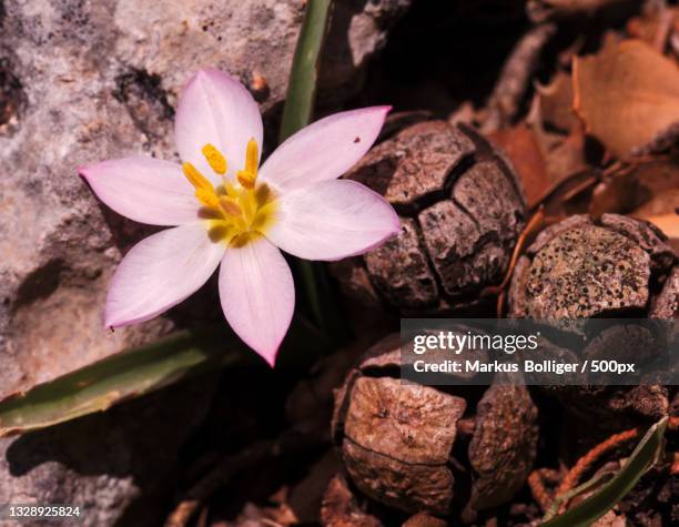 close-up of pink flower,kreta,greece - staubblatt stock pictures, royalty-free photos & images