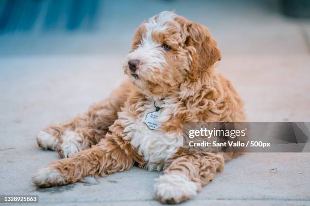 close-up of labradoodle relaxing on floor - labradoodle stock-fotos und bilder