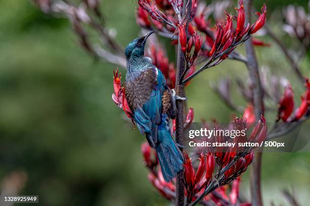 close-up of tui bird perching on branch,new zealand - tui bird stock pictures, royalty-free photos & images