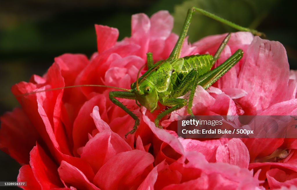 Close-up of insect on pink flower