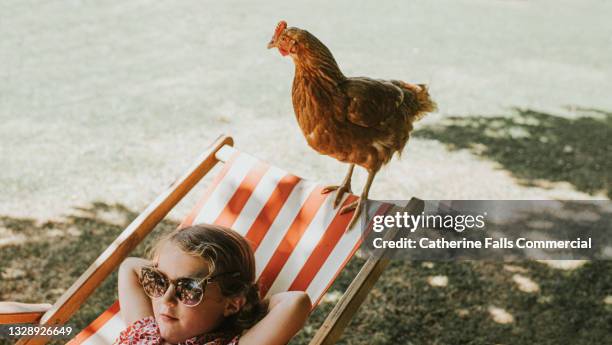 cute little girl wearing sunglasses reclines on a stripey deckchair while a confident red hen perches above her. - tierfreundschaften stock-fotos und bilder