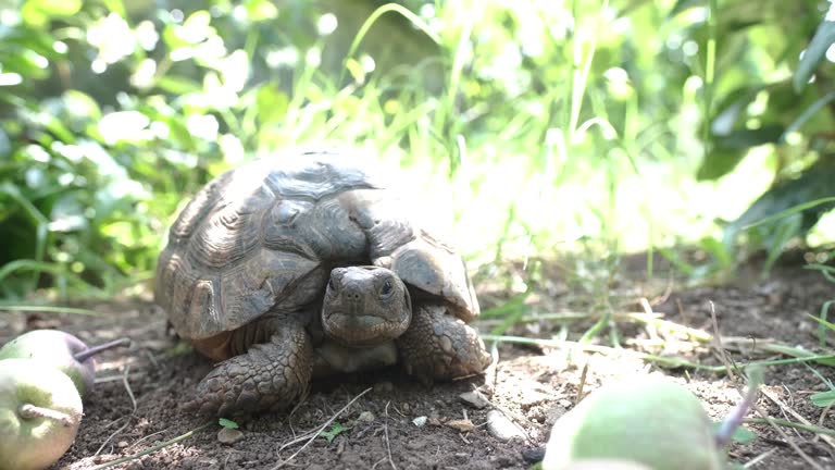 Turtle Shell Forest 47 Turtle Shell Texture Stock Videos, Footage, & 4K Video Clips - Getty ...