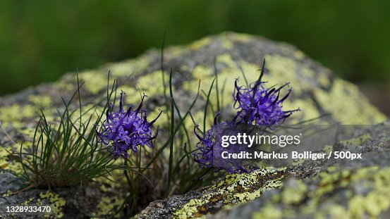 Crocus Among Rocks Closeup Of Purple Crocus Flowers On Rock Poschiavo Switzerland High-Res ...