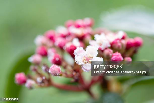 close-up of pink flowering plant,france - viviane caballero foto e immagini stock