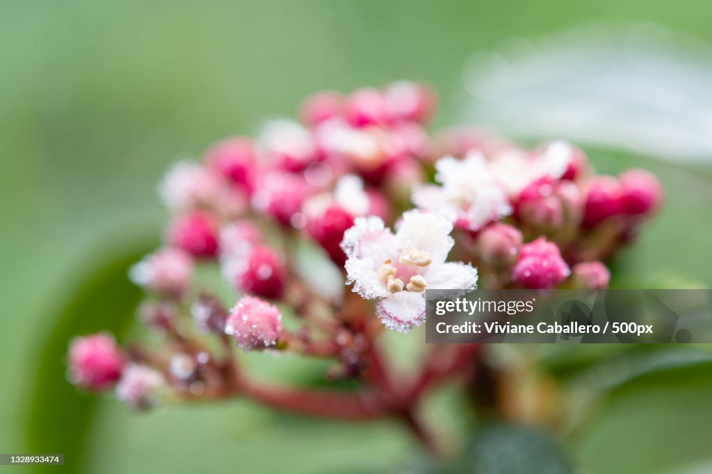 Close-up of pink flowering plant,France