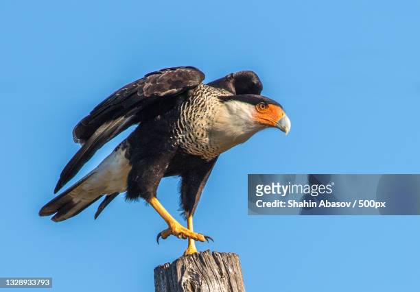 low angle view of crested caracara perching on wooden post against clear blue sky,galveston,texas,united states,usa - caricari fotografías e imágenes de stock