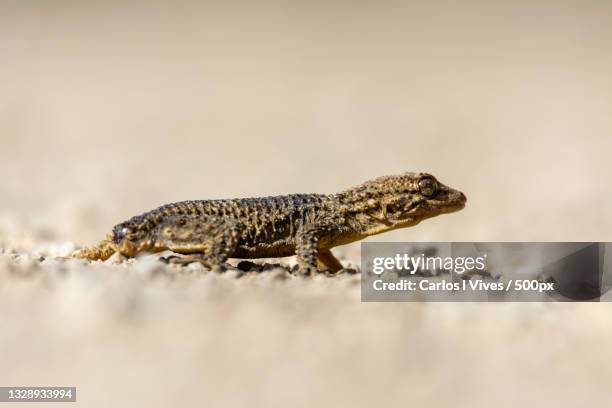 close-up of lizard on sand - tarentola stock pictures, royalty-free photos & images