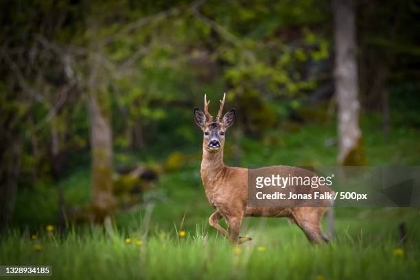 portrait of roe deer standing on field,orust,sweden - roe deer fotografías e imágenes de stock