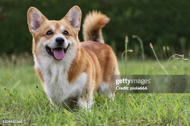 cute playful welsh corgi dog playing - welsh corgi pembroke stockfoto's en -beelden