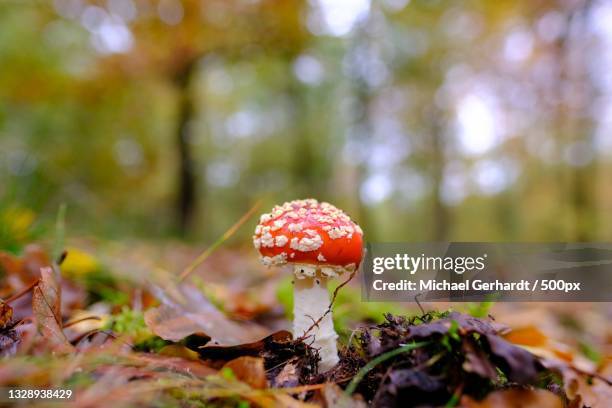 close-up of fly agaric mushroom on field,berlin,germany - michael gerhardt stock pictures, royalty-free photos & images