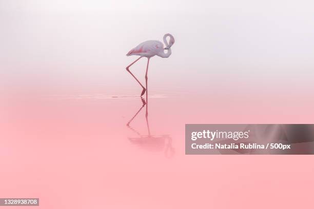 side view of greater flamingo in lake - flamingo fotografías e imágenes de stock