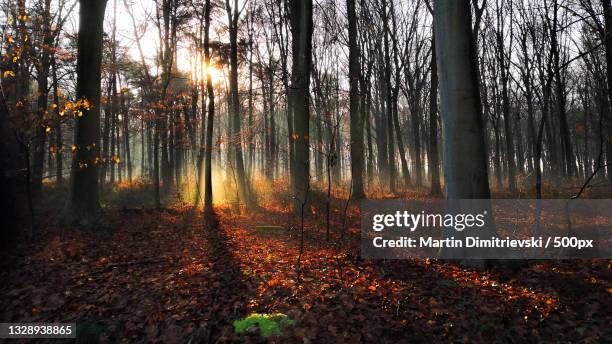 trees in forest during autumn,belgium - belgium landscape stock pictures, royalty-free photos & images