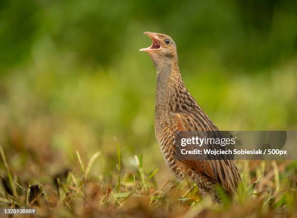 close-up of corncrake perching on grass - corncrake stock pictures, royalty-free photos & images
