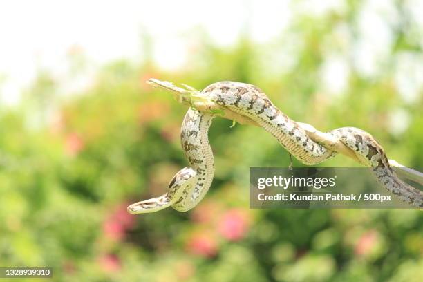 close-up of boa on tree,jamshedpur,jharkhand,india - boa stock pictures, royalty-free photos & images