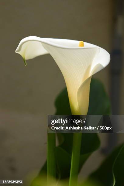 close-up of white rose flower - calla lilies white stock pictures, royalty-free photos & images