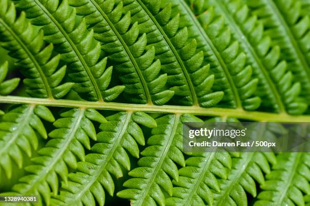 full frame shot of fern,winnipeg,mb rm b,canada - farn stock-fotos und bilder