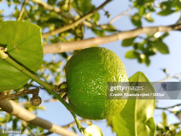 low angle view of fruit growing on tree,morocco - khaoula stock pictures, royalty-free photos & images