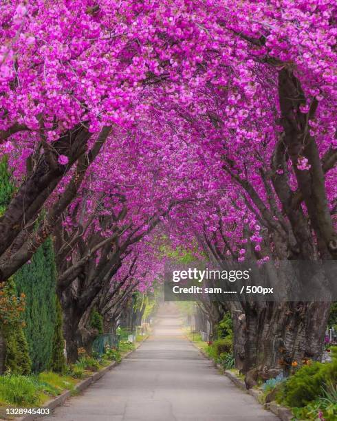view of cherry blossom trees - blume entdecken stock-fotos und bilder