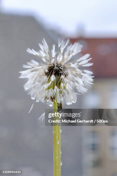 close-up of white dandelion flower,berlin,germany - michael gerhardt stock pictures, royalty-free photos & images