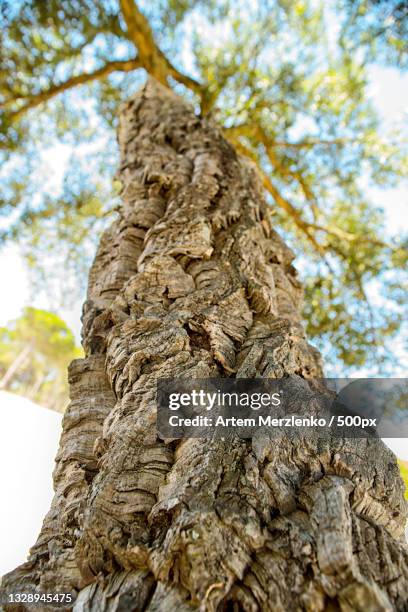 low angle view of tree trunk against sky - sughero foto e immagini stock