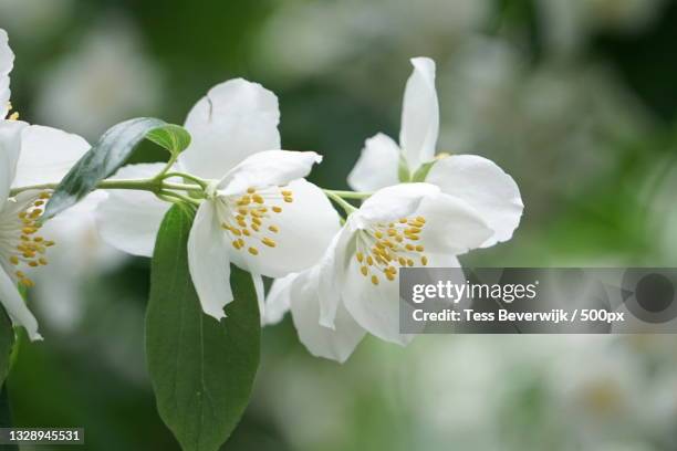 close-up of white cherry blossom,wageningen,netherlands - jasmine flower fotografías e imágenes de stock