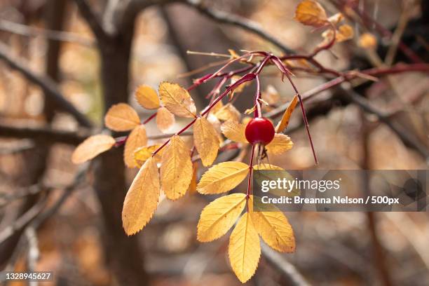 close-up of cherry blossom on tree,spearfish,south dakota,united states,usa - spearfish south dakota stock-fotos und bilder