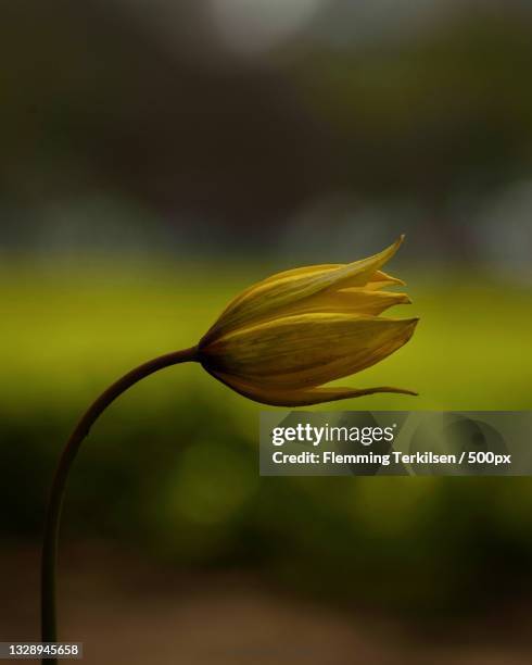 28 Herb Flemming Stock Photos, HighRes Pictures, and Images Getty Images