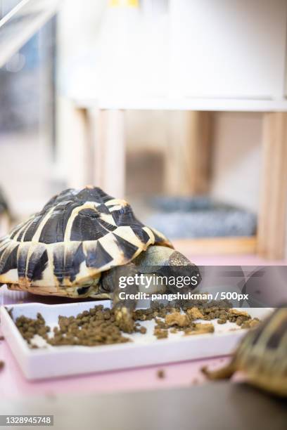 close-up of tortoise shell on table,hong kong - herpetology stock pictures, royalty-free photos & images