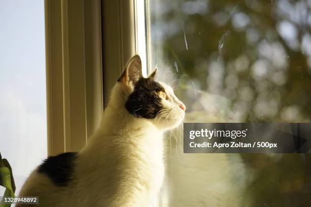 close-up of cat looking through window,manchester,united kingdom,uk - manchester united vs manchester city stock pictures, royalty-free photos & images