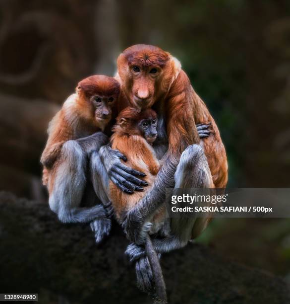 close-up of monkeys sitting on rock,jakarta,indonesia - proboscis monkey stock pictures, royalty-free photos & images