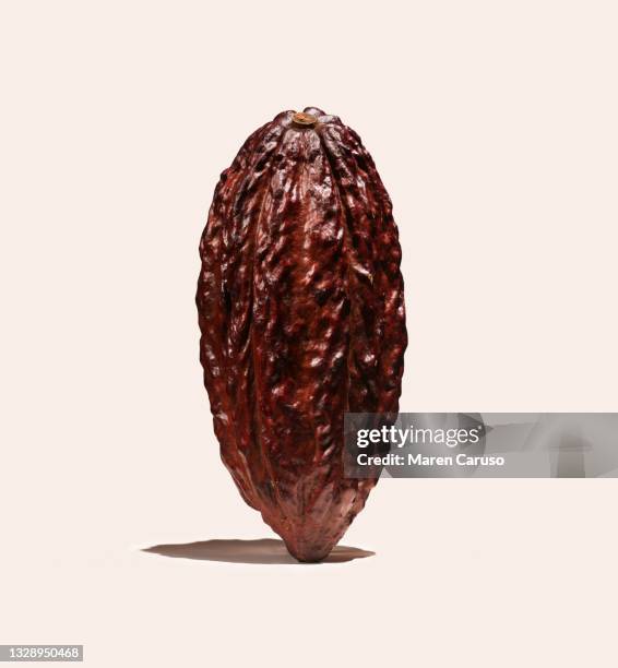 cacao pod standing upright on neutral surface - seed head stock pictures, royalty-free photos & images