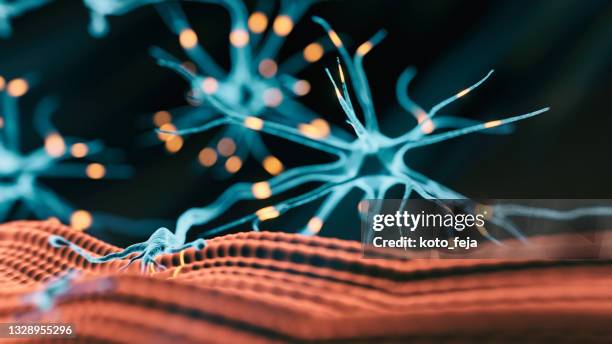 neuromuskuläre verbindung - zentralnervensystem stock-fotos und bilder