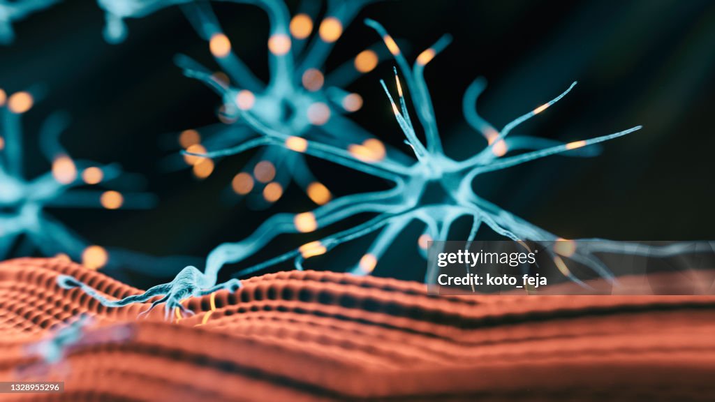 Neuromuscular Junction