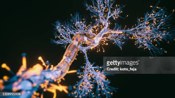 nahaufnahme von neuronenzellen - zellen stock-fotos und bilder
