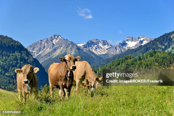 domestic cattles (bos primigenius taurus) grazing on an alpine meadow, oberstdorf, allgaeu alps, allgaeu, bavaria, germany - domestic cattle imagens e fotografias de stock