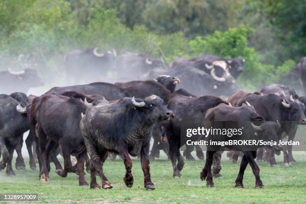 herd of water buffalo (bubalus bubalis), lake kerkini, macedonia, greece - kérabau photos et images de collection