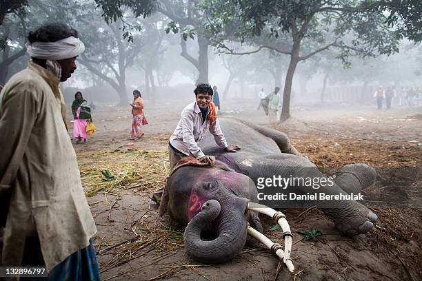 164 Sonepur Mela Fair Photos and Premium High Res Pictures - Getty Images