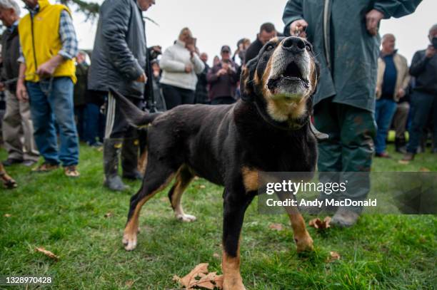 Dog participating in the bark off before the protest begins on July 16, 2021 in Richmond, New Zealand. Farmers and rural residents are protesting...