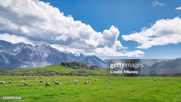 flock of sheep at mount sunday ashburton lakes district new zealand - sheep farm stock pictures, royalty-free photos & images