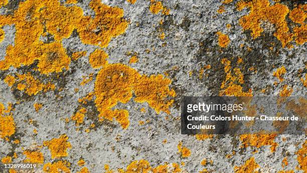 textured concrete wall and lichen - lachen stock pictures, royalty-free photos & images