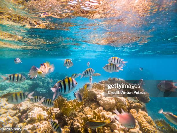 coral reef and tropical fish in clear water. snorkeling in the red sea, egypt - mediterranean stock-fotos und bilder