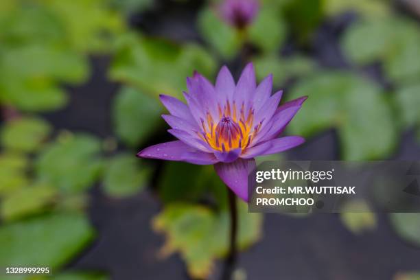 https://media.gettyimages.com/id/1328999295/photo/purple-lotus.jpg?s=612x612&w=gi&k=20&c=oYJtZXEVJdPFDDkvcpuHzNVatxgo0O8G_zfahk9QRWs=