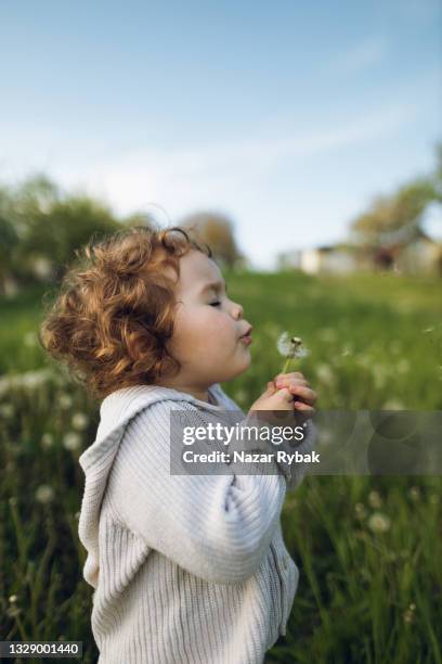 cheerful kid blowing a dandelion in the countryside - child dandelion stockfoto's en -beelden