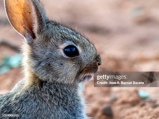 portrait of a baby rabbit in the field, (species oryctolagus cuniculus). - rabbit burrow stock pictures, royalty-free photos & images