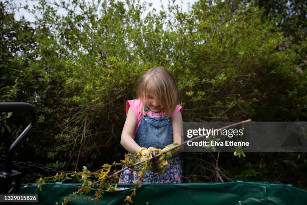child using pruning shears to trim a long branch to fit into a gardening waste container in a back yard - forsythie stock-fotos und bilder